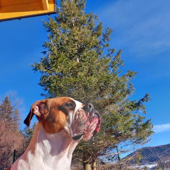 Panorama Sucha Gora ,Lesny Domek Skawica  Bagian luar foto